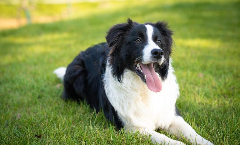 边境牧羊犬多少钱一只 边境牧羊犬价格多少钱一只